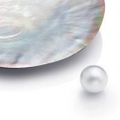 Perla australiana redonda y concha de ostra
